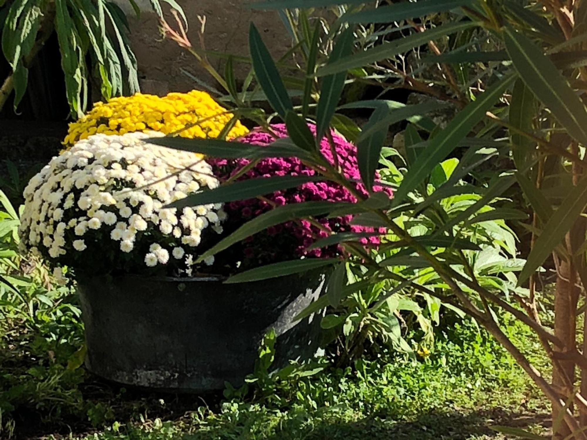 Les Fleurs De Lys, Suites Privee Avec Terrasse Saint-Georges-d'Oleron Εξωτερικό φωτογραφία